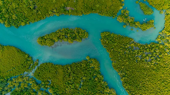Aerial view of mangrove habitat